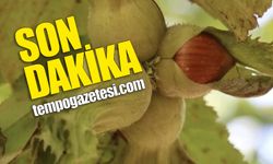 Fındıkta alarm zilleri: Tarlalar terk ediliyor