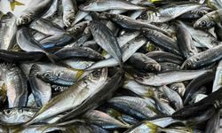 Zonguldak’ta tezgahlar istavritle şenlendi