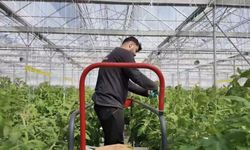 Çaycuma Sera Organize Tarım Bölgesi üretime başladı