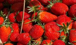 Manavlarda çilek kilosu 150 liradan alıcı buldu