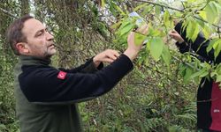 Kestane ormanlarına 4 bin faydalı böcek salındı