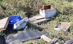 Zonguldak'ta ayı kabusu: Köylü eve hapsoldu