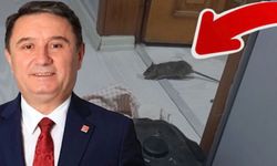 Zonguldak'ı SIÇANLAR bastı!