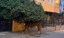 Köylerde olması gereken inekler Devrek ilçe merkezinde!