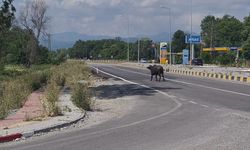Mandalar karayoluna çıktı, sürücüler yavaşlamak zorunda kaldı