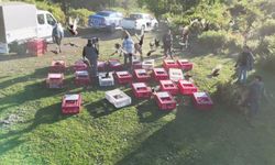 Zonguldak'ta yaban hayatını desteklemek için doğaya sülün bırakıldı