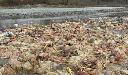 Alaplı Çayı'nda telef olmuş tavuklar bulundu