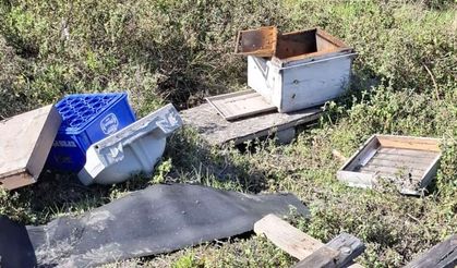 Zonguldak'ta ayı kabusu: Köylü eve hapsoldu