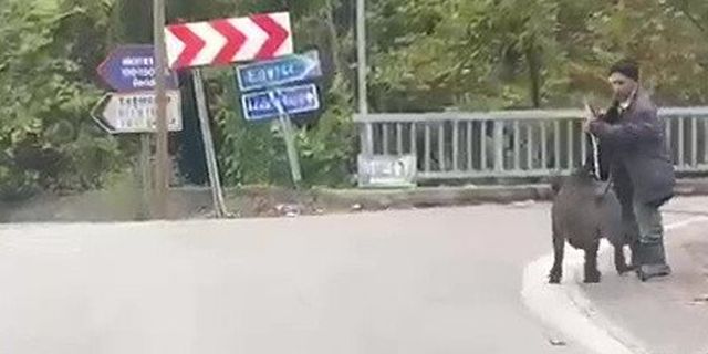 Yaşlı adam, üzerine koşan domuzdan son anda kurtuldu