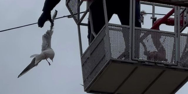 Tellere takılan martının imdadına itfaiye yetişti