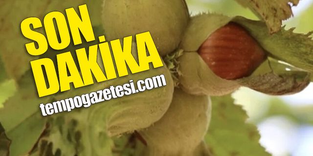 Fındıkta alarm zilleri: Tarlalar terk ediliyor