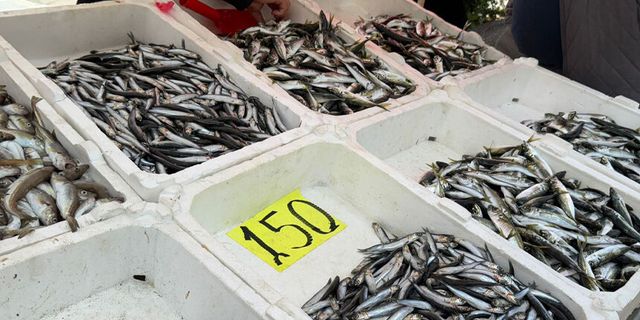 Zonguldak’ta balık fiyatları cep yakıyor: Mezgit 350 liraya dayandı