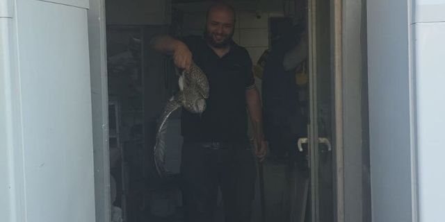 Teknik servise giren yavru martı hareketli anlar yaşattı