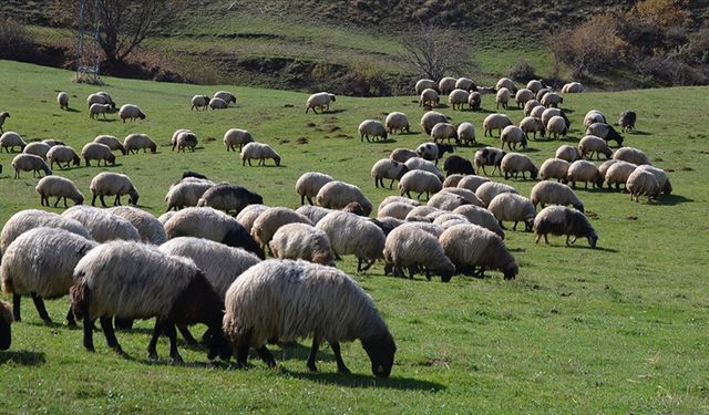 100 bin lira maaşla çoban aranıyor