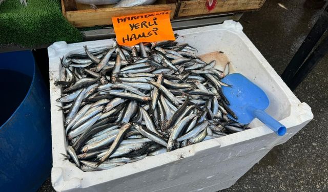 Zonguldak'ta hamsi 300 TL'den alıcı buldu