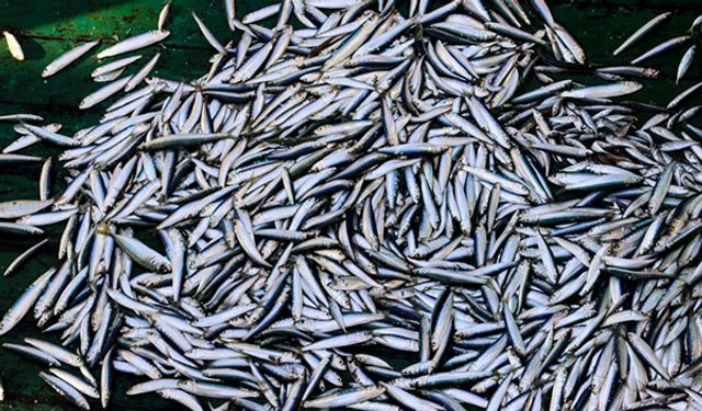 Zonguldak’ta hamsi 100 liradan alıcı buldu