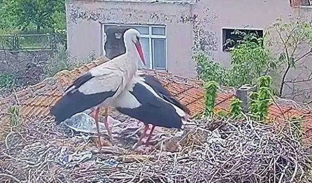 Yolu Zonguldak'tan geçen leylek yok artık