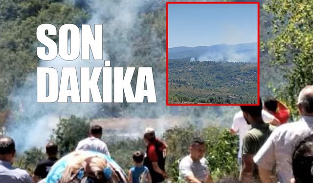 Zonguldak'ta fındık bahçesinde yangın çıktı