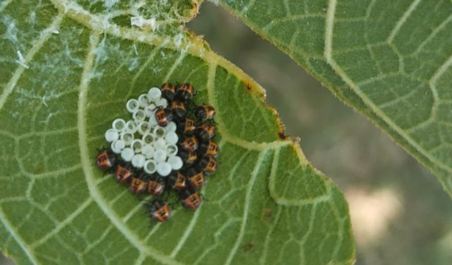 Üreticinin kabusu kokarca tehdidine karşı denetim