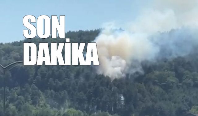Devrek'te orman yangını