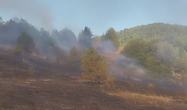 Devrek Akçasu Köyü'nde Orman yangını