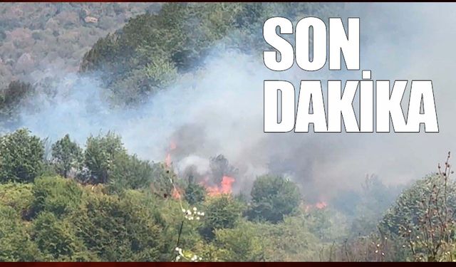 Turizm kenti Amasra'da orman yangını