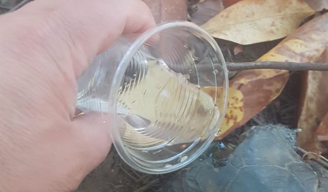 Yangından etkilenen kaplumbağaya ormancı şevkati