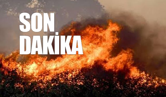 Karton yaktı: Yangın ormanı sardı!