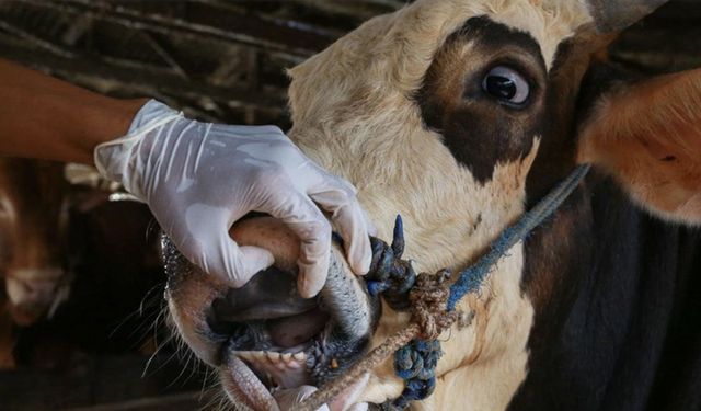 Kilimli'de şap alarmı