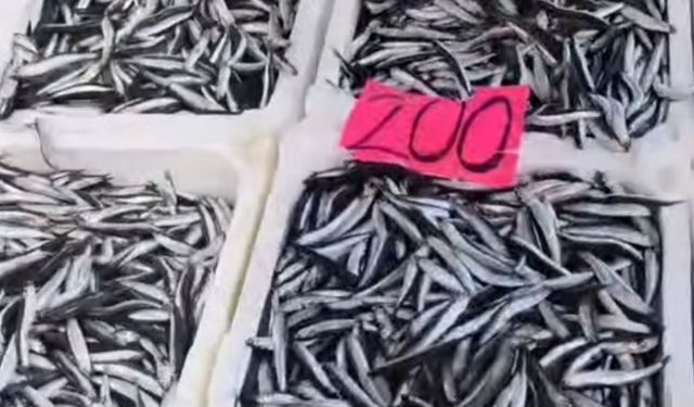 Hamsi tezgaha düştü!