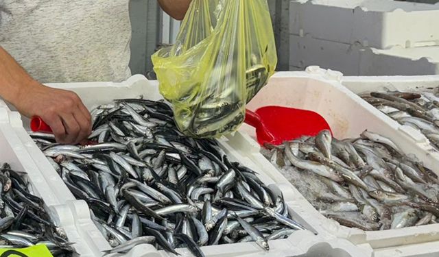Zonguldak'ta hamsi ucuzluğu sürüyor!