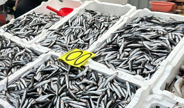 Zonguldak’ta yerli hamsi fiyatında düşüş sürüyor