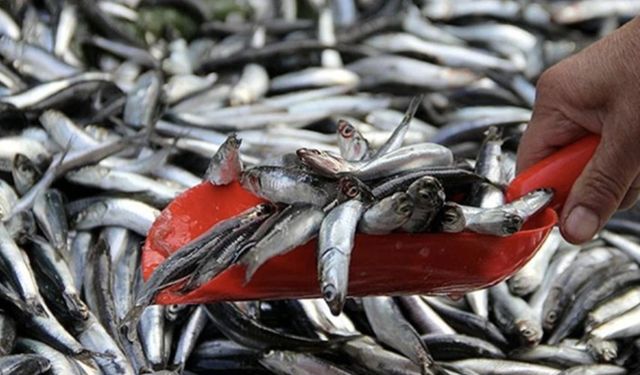 Zonguldak’ta hamsi tezgahlarda 70 liradan alıcı buldu