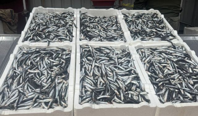 Hamsi fiyatı 100 liraya yükseldi!