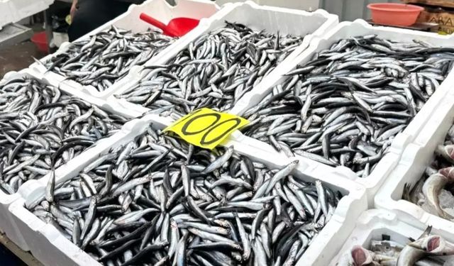 Hamsi fiyatı düştü!