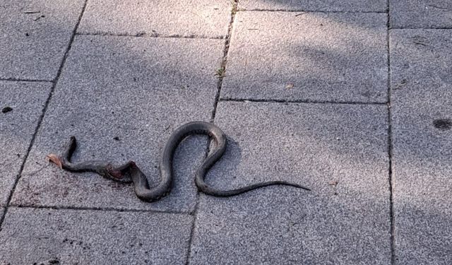Çocuk parkındaki yılan paniği