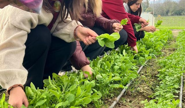 Tarım Lisesi öğrencileri, uygulamalı eğitimde tere ve roka hasadı yaptı