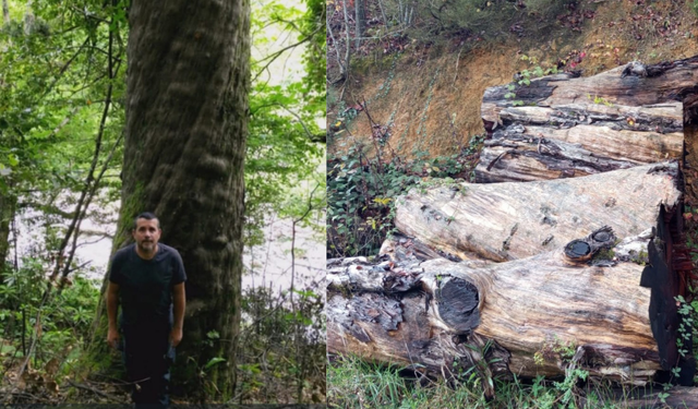 Gökgöl Mağarası önünde kesilen 1180 yıllık ağaç müzede sergilenecek