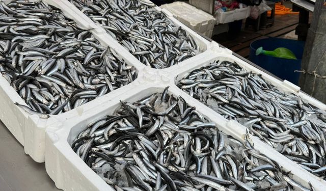 Hamsi tezgahlarda 150 liradan alıcı buldu.