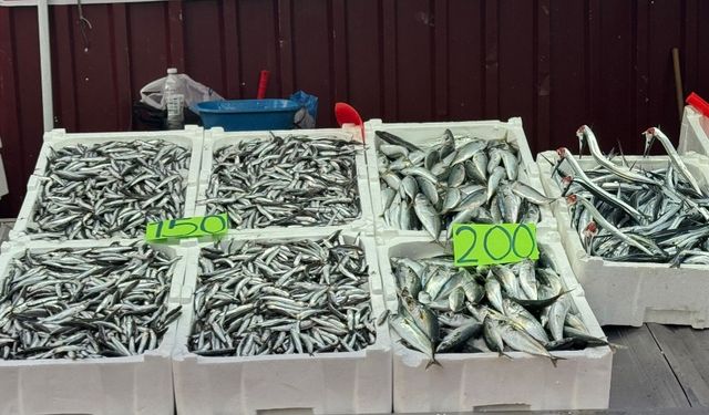 Zonguldak'ta hamsinin kilosu 150 lira
