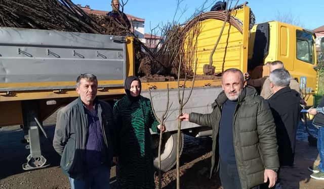 Ziraat Odası ayva fidanı dağıttı