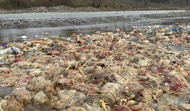 Alaplı Çayı'nda telef olmuş tavuklar bulundu