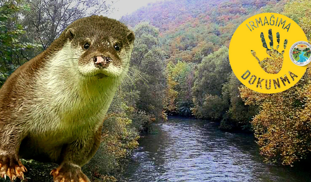 Avrupa Birliği koruma altına aldı.. Biz yaşam alanlarını yok ediyoruz...