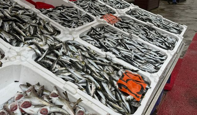 Hamsi tezgahlarda 200 liradan alıcı buldu