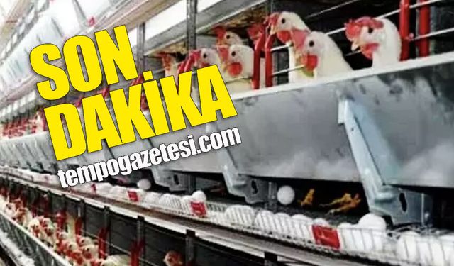 Zonguldak'ta alarm: Tüm Tavuk Çiftlikleri karantinaya alındı!