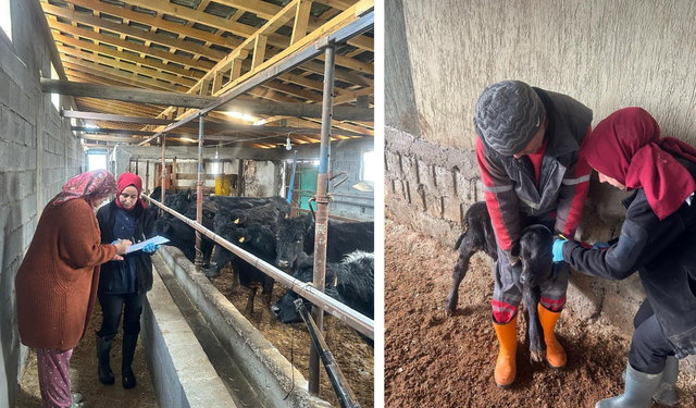 Çaycuma’da Angus bereketi: Yeni buzağılar kimliklendirildi