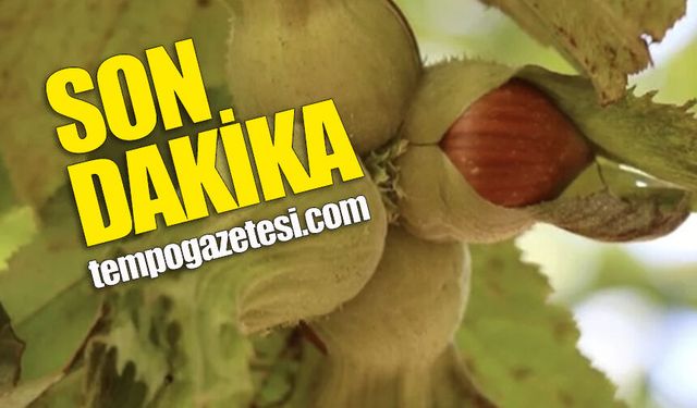 Fındıkta alarm zilleri: Tarlalar terk ediliyor