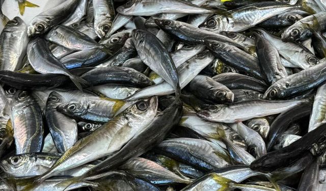 Zonguldak’ta tezgahlar istavritle şenlendi