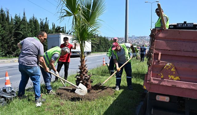 Ereğli'de tropikal dönüşüm başladı