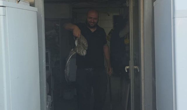 Teknik servise giren yavru martı hareketli anlar yaşattı